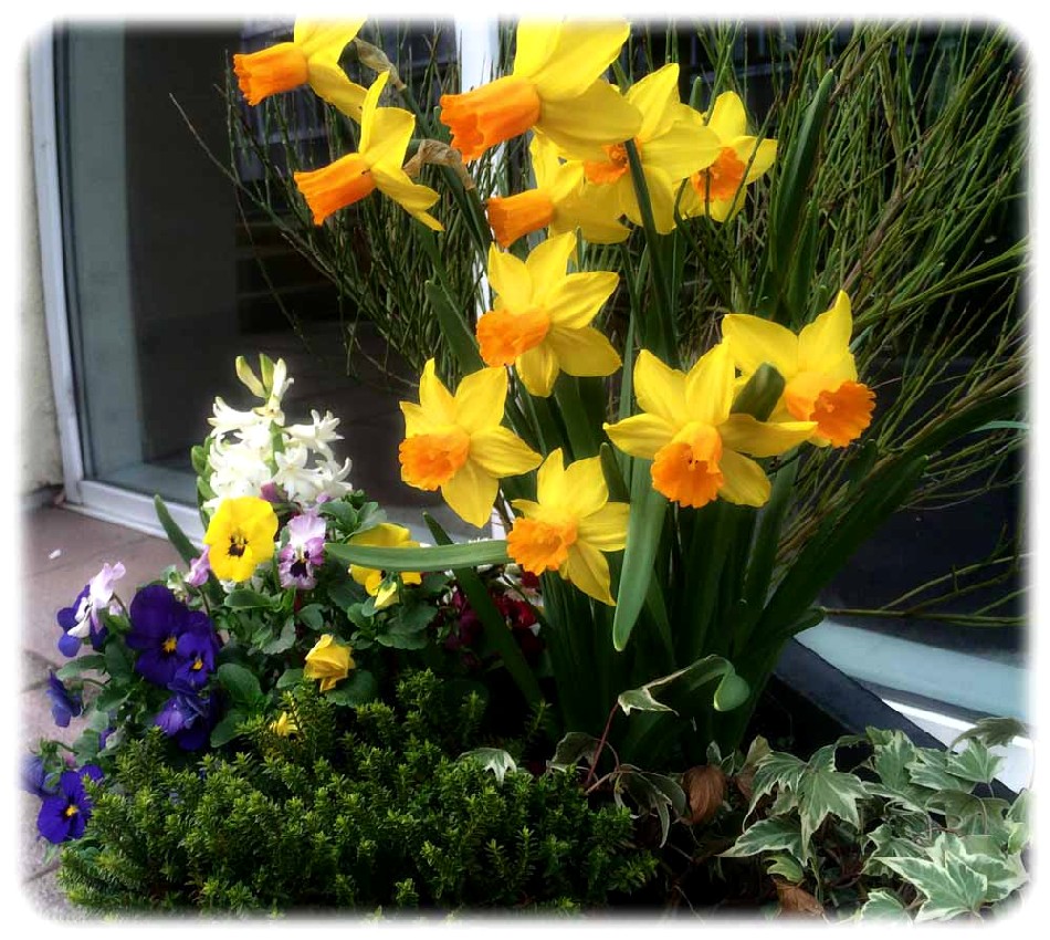 Frühlingsblumen an der Kipsdorfer Straße: Narzissen alias Osterglocken und Stiefmütterchen (?). Foto: hw