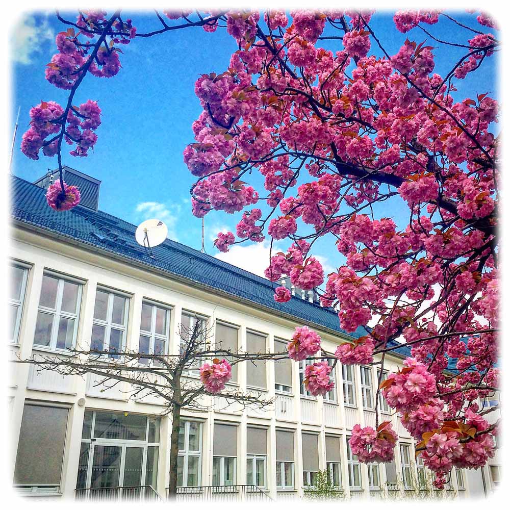 Blühender Trompetenbaum (?) auf dem Fraunhofer-Campus an der Winterbergstraße in Dresden. Foto: Heiko Weckbrodt
