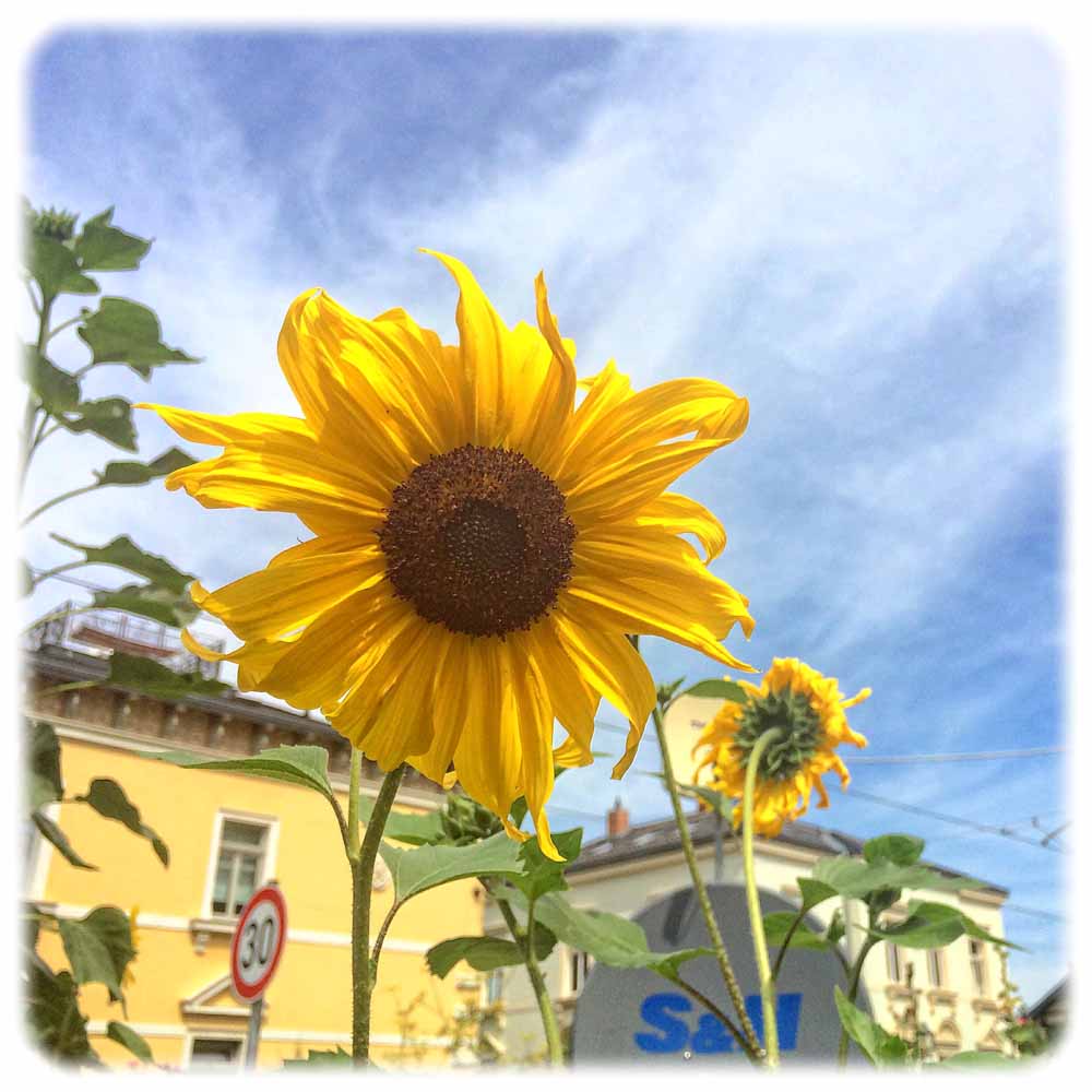 Sommerliche Sonnenblumen an der Polenzstraße. Foto: Heiko Weckbrodt