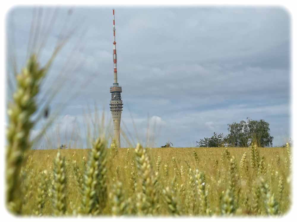 Der Fernsehturm in Dresden-Wachwitz. Foto: Heiko Weckbrodt