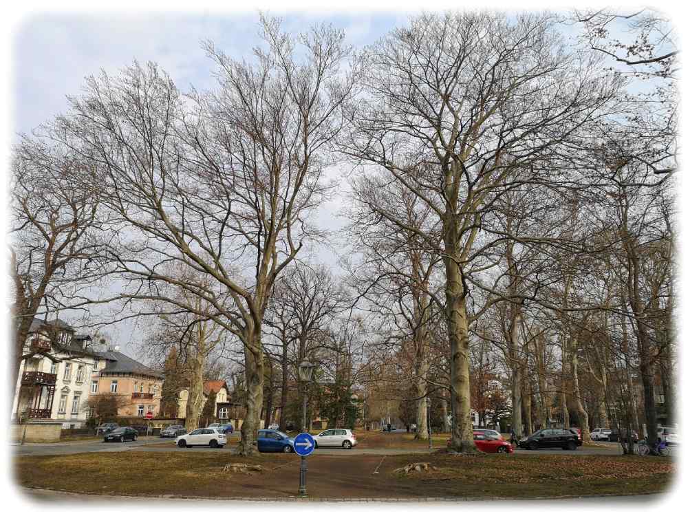 Der Friedensplatz Dresden Blasewitz. Neben einer Sanierung steht auch zur Debatte, das Parken auf dem querenden Teilstück der Mendelssohnallee zu verbieten, um die Wegebeziehungen des kleinen Park wieder herzustellen. Foto: Heiko Weckbrodt