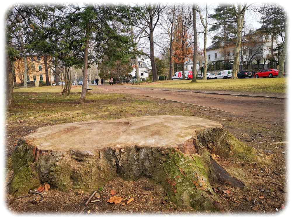Die Stadtverwaltung hat bereits einige Bäume am auf dem Friedensplatz fällen lassen, weil sie innerlich marode waren und letztlich umzufallen drohten. Foto: Heiko Weckbrodt