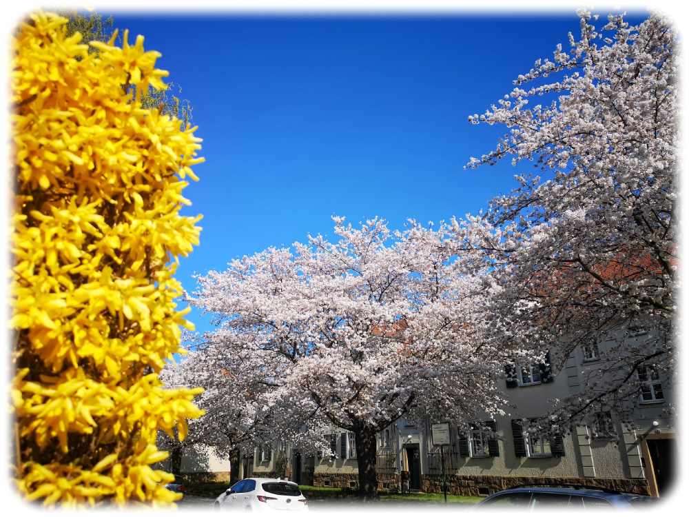An der Junghansstraße konkurriert das Gelb der Forsythien mit dem Zartrosa und Weiß der Kirschbäume. Foto: Heiko Weckbrodt