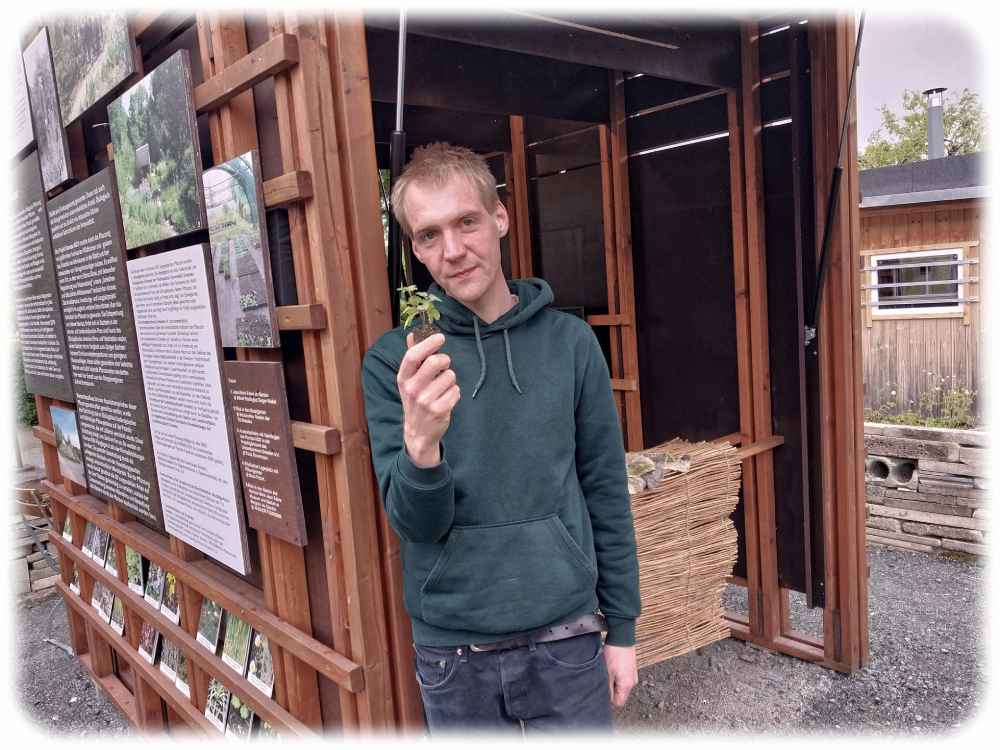Patrick Will zeigt am Ausstellungs-Pavillon der "Flora I" eine Faser-Brennessel, die sich für Textilgarne eignet. Foto: Heiko Weckbrodt