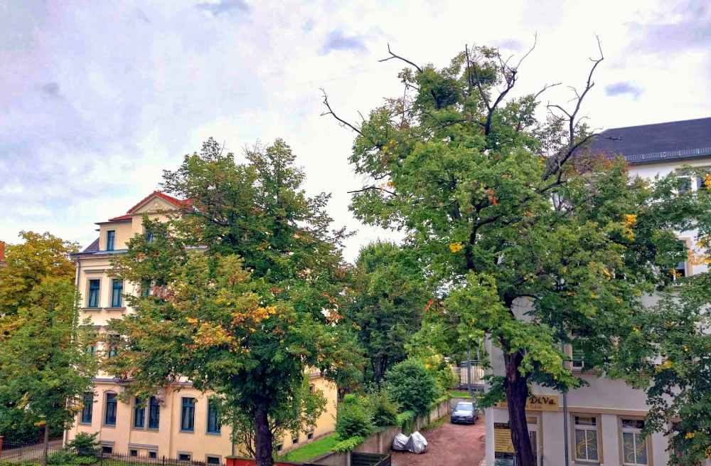 Straßenbäume - hier an der Bärensteiner Straße - gehören zum Stadtteilbild von Striesen. Nun sollen Amberbäume folgen, die auch trockene Sommer gut wegstecken. Foto: Heiko Weckbrodt