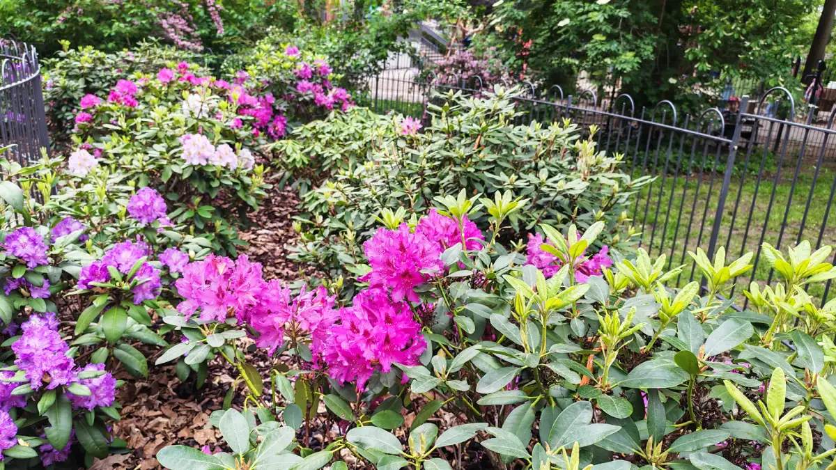 Der Hermann-Seidel-Park ist für seine Rhododendren bekannt. Foto: Heiko Weckbrodt